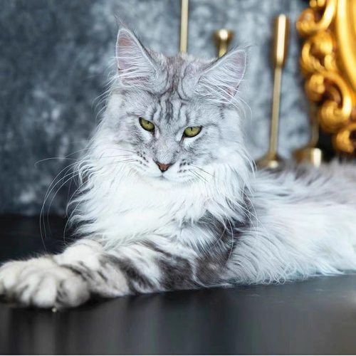 缅因猫幼猫纯种赛级血统俄罗斯活体烟灰黑棕银虎斑宠物缅因猫