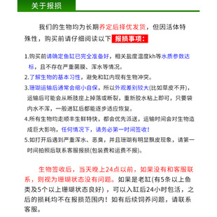 海水缸真体活物人工繁殖断肢 草皮荧光珊瑚 LPS软体 片脑珊瑚