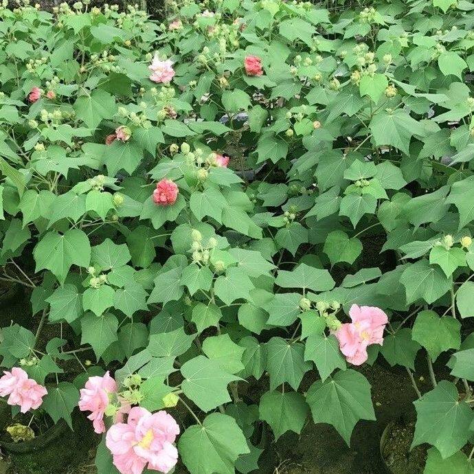 醉芙蓉重瓣木芙蓉花苗开花变色三