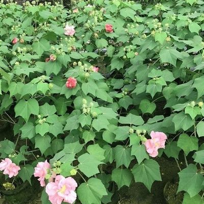 醉芙蓉重瓣木芙蓉花苗开花变色三醉芙蓉室外园林庭院地盆栽地栽