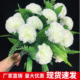 祭祀菊花上坟扫墓用品墓地摆放假花塑料花束清明节大小菊花耐用款