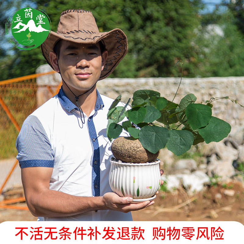 山乌龟金不换云南多肉爬藤绿植易养活趣味办公室植物室内盆栽花卉