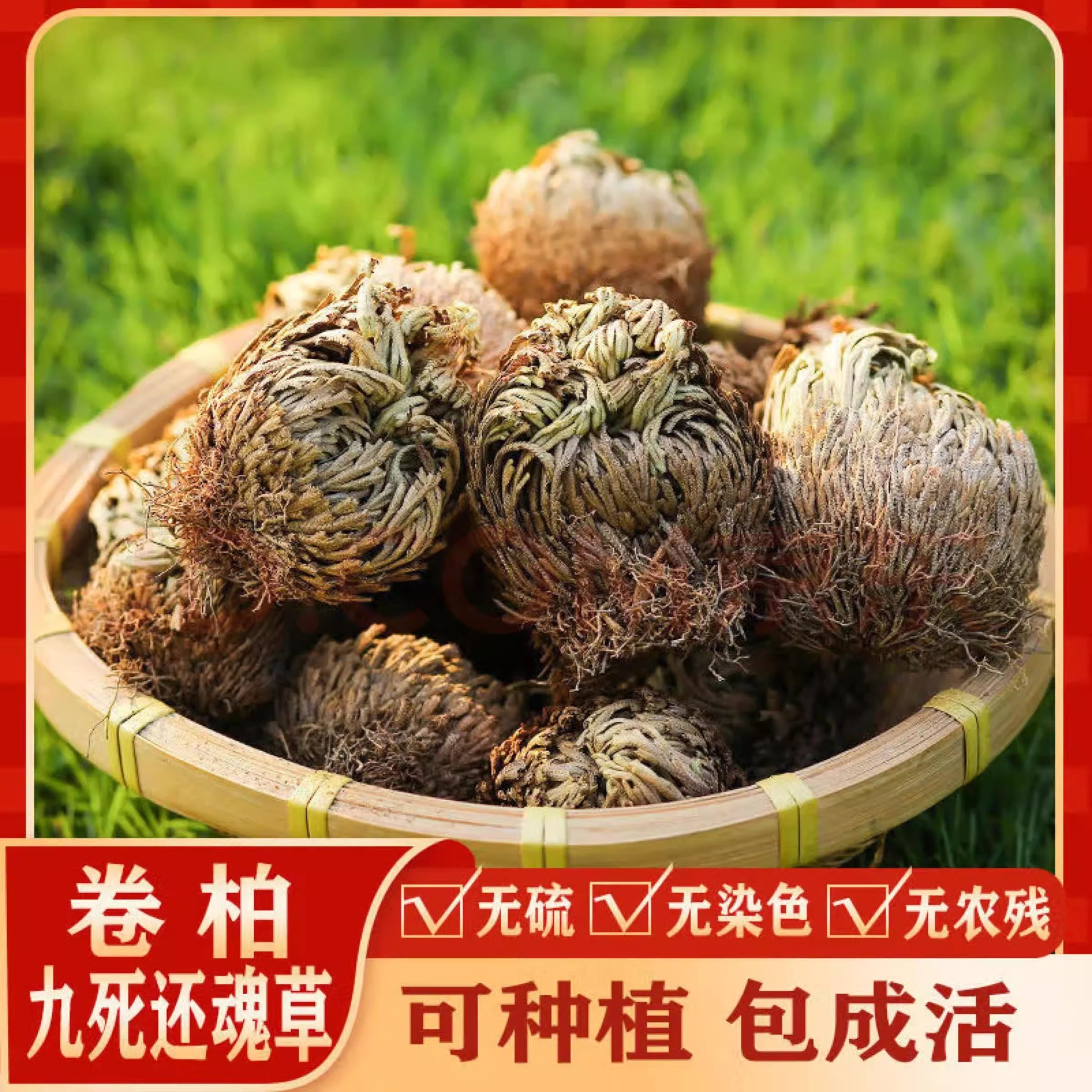 卷柏还魂草花卉微型轻奢绿植创意微景观盆栽假山吸水四季常青植物,宠物/宠物食品及用品,水草,淘宝优惠券,粉丝福利购,淘宝优惠卷