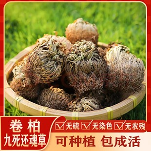 卷柏还魂草花卉微型轻奢绿植创意微景观盆栽假山吸水四季常青植物