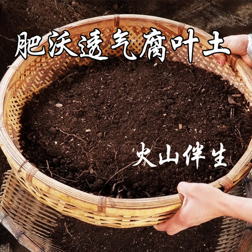 营养土绿萝多肉室内花卉盆栽通用