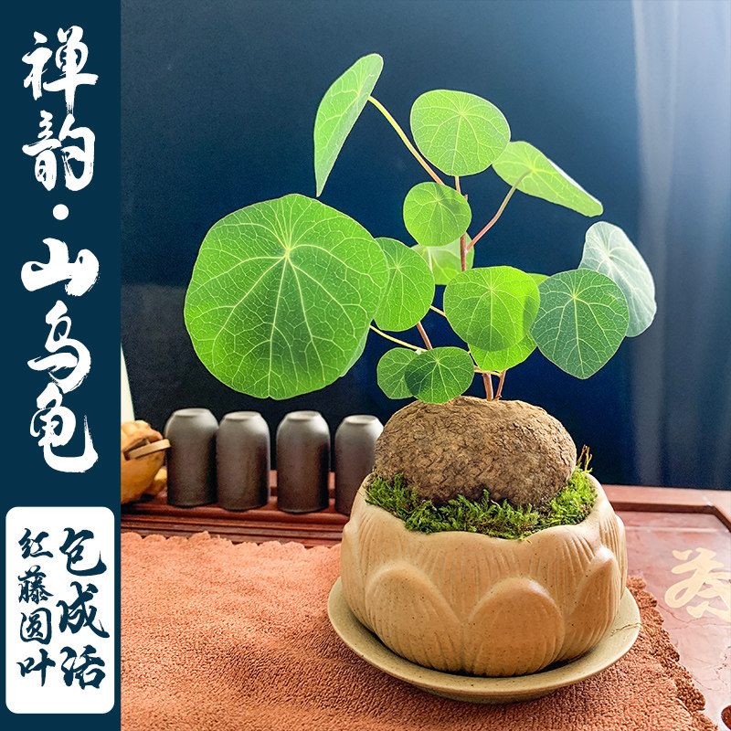 山乌龟植物禅意盆栽办公室书房懒人绿植红藤圆叶金不换配素烧陶盆