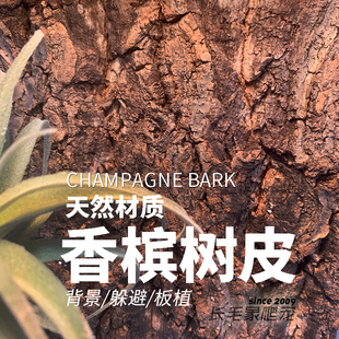 爬虫饲养箱天然香槟树皮真树皮背景板植物板植寄居蟹爬宠攀爬躲避