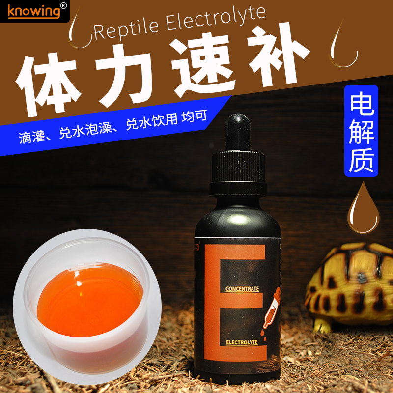 守宫急速补充体力脱水爬虫