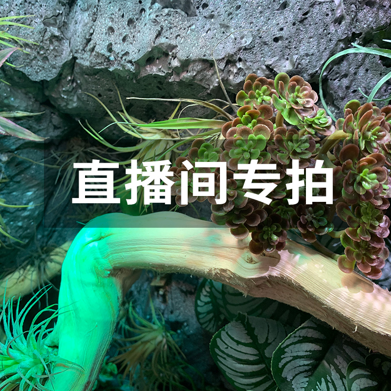 直播间专拍商品以主播介绍为准