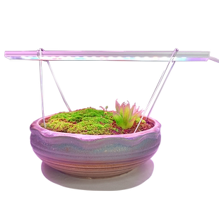 植力【USB植物灯条】多肉桌面仙人掌食虫草办公室led绿植补光灯