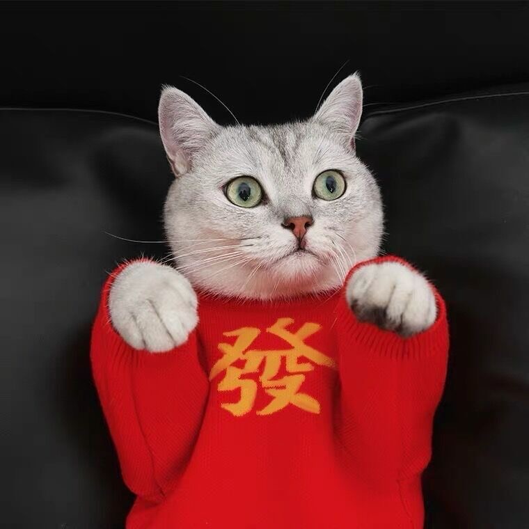 猫咪衣服秋冬新年狗狗宠物