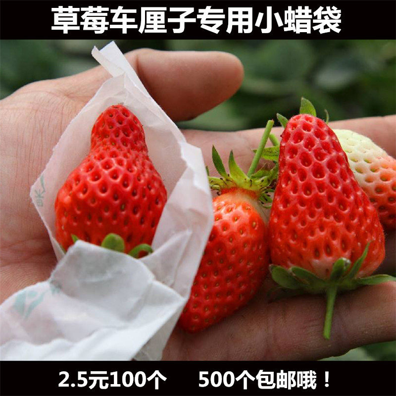 草莓套袋专用无花果樱桃图片
