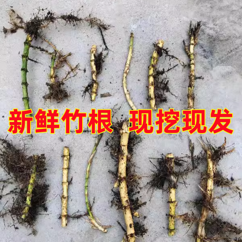 紫竹苗根青竹苗根金镶玉竹根苗早园竹根佛肚竹根凤尾竹根四季长青图片