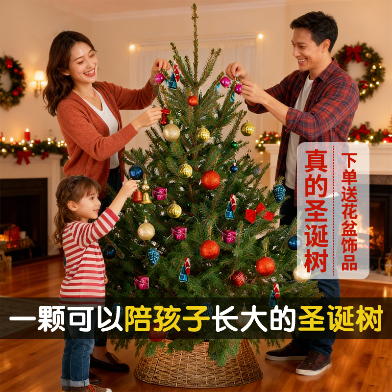 云杉圣诞树真树2025新款家用客厅高级转角氛围感小型落地盆栽活树