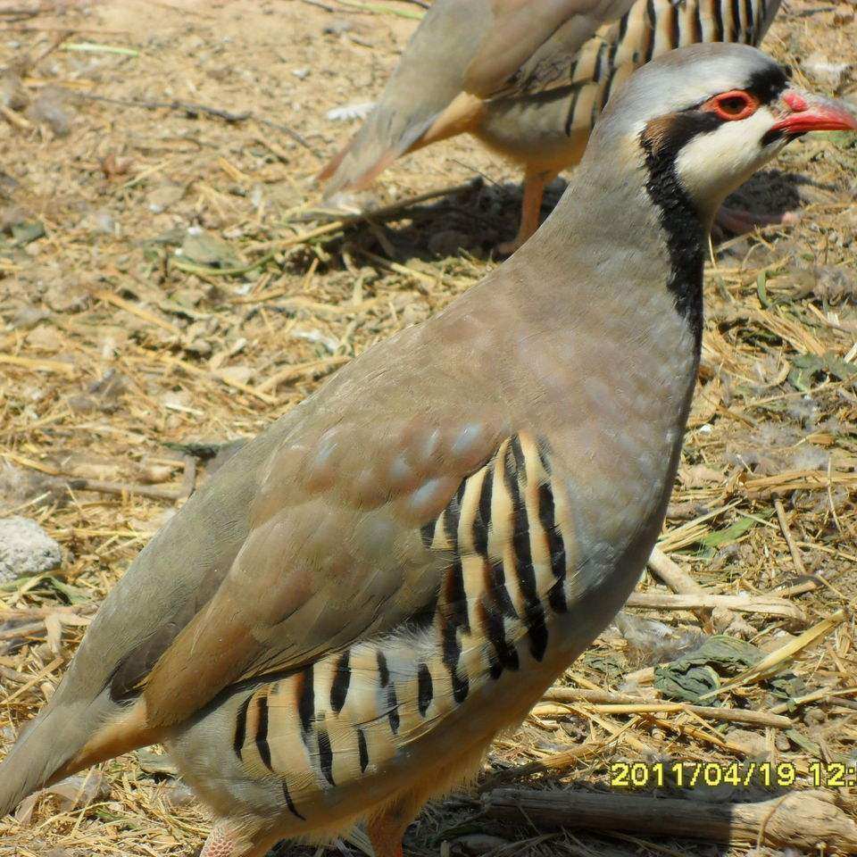 生态放养鹧鸪鸟 飞龙肉 石鸡 新鲜现杀真空包装 新鲜味美十只包邮