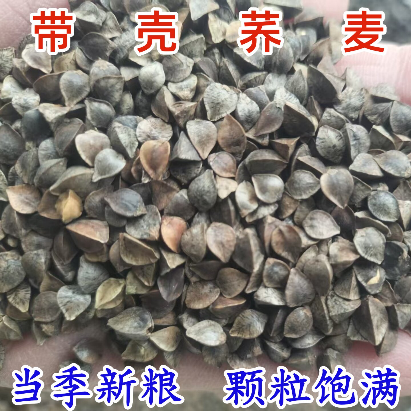 带壳荞麦 当季新货 鸟粮 仓鼠 宠物粮食