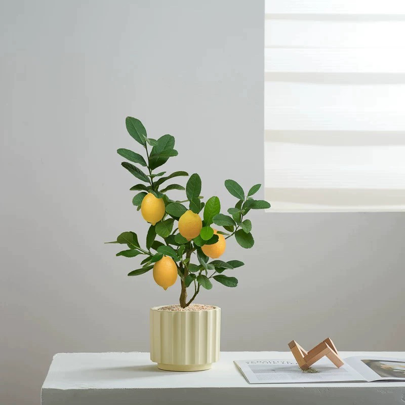 阳台植物柠檬树小盆栽室外可食用