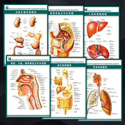 医院示意人体器官生殖WSA12结构图系统概观挂图图解呼吸剖图泌尿
