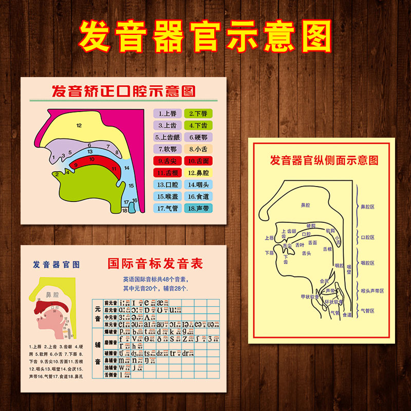 发音矫正口腔示意图挂图宣传画英语拼音发音器官图解墙贴画WSA83