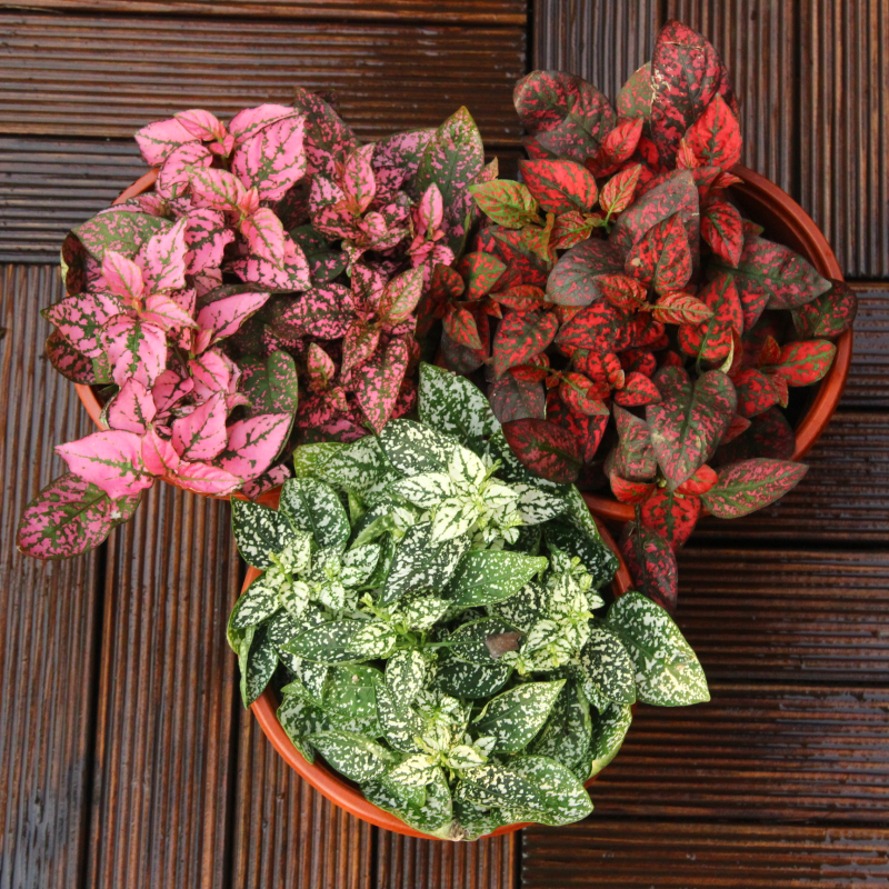 嫣红蔓花苗盆栽室内阳台花园调色板四季常青花叶蔓常青观叶植物