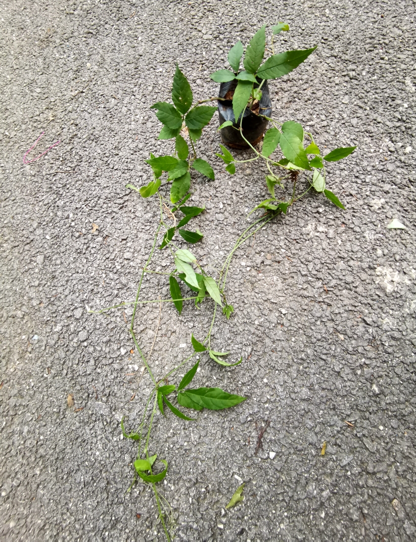 七叶绞股蓝幼苗,生根好养的攀援植物宝藏绿植特色实用盆栽