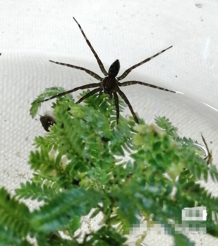 桌面新宠潜水蜘蛛狡蛛 爬宠特色宠物 一份两只包邮