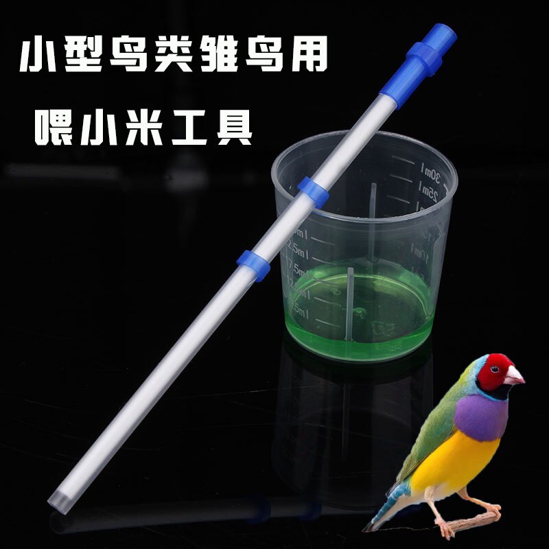 珍珠鸟文鸟七彩文鸟喂奶器喂小米工具绣眼呗子鸟小型鸟类幼鸟喂食图片
