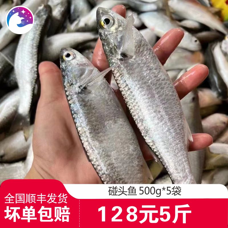 新鲜碰头鱼虫鱼乌头鱼海捕梭鱼湛江硇洲岛海鲜去肚去鱼磷5斤包邮