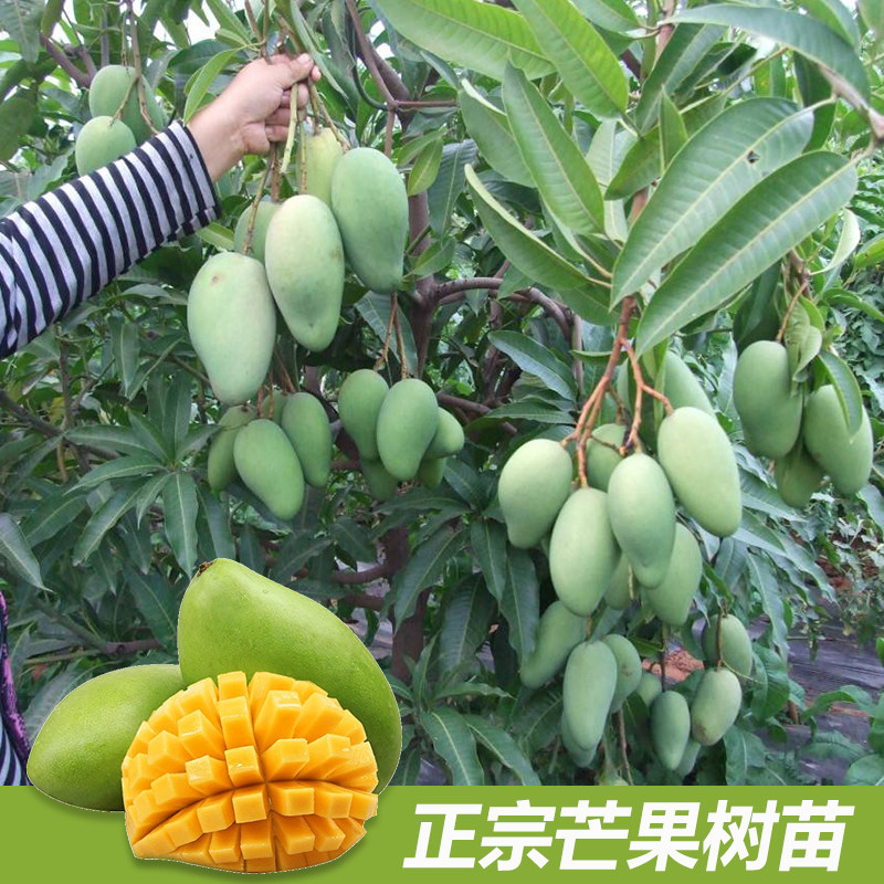 芒果苗树金煌台农四季红贵妃澳芒