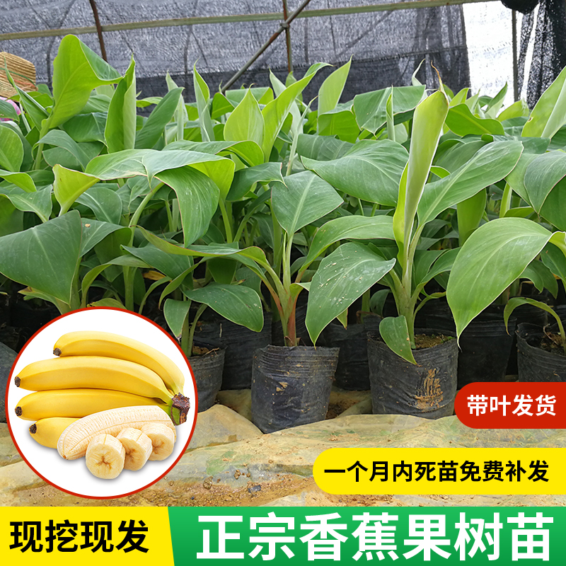 香蕉苗营养杯带土球一年结果