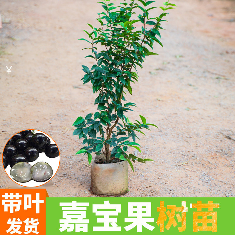沙巴四季结果当年结果树葡萄