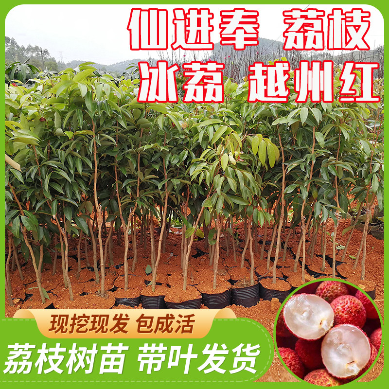 新品冰荔枝苗仙进奉荔枝妃子笑桂味无核荔枝带图带叶