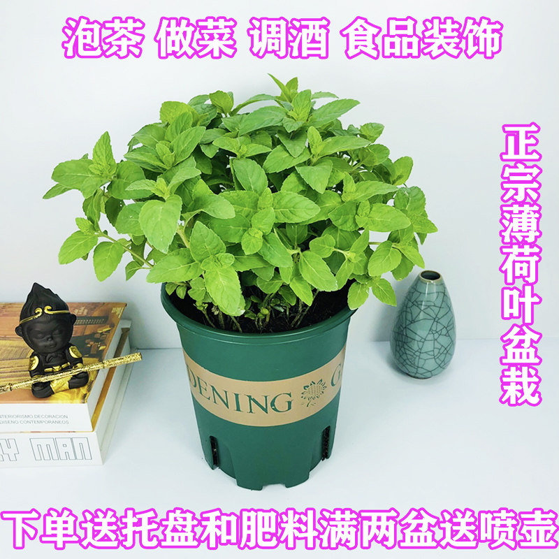薄荷盆栽九层塔紫苏阳台可食用