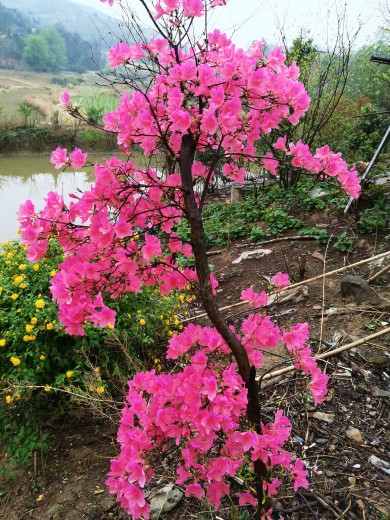 映山红杜鹃花