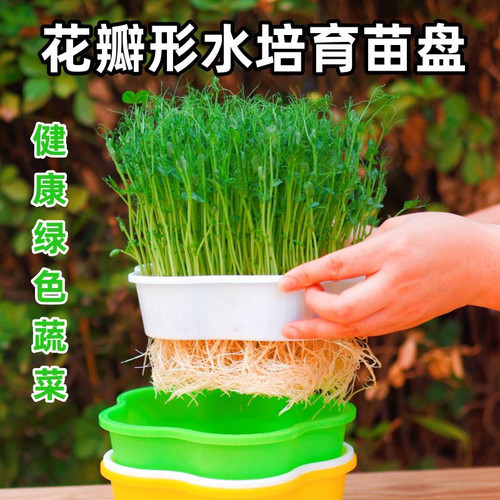 芽苗菜育苗盘多功能花生种植盆