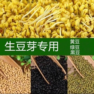 生豆芽专用黄豆绿豆小粒黑豆种子豆芽菜芽苗菜无土水培蔬菜