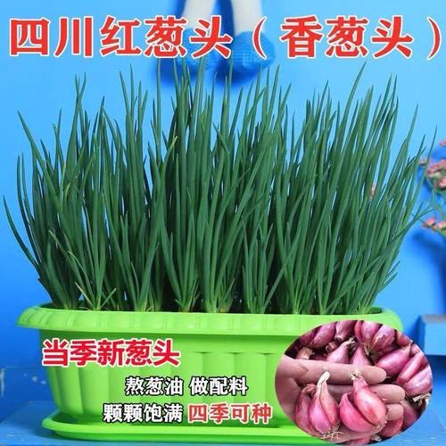 四川正宗农家四季红葱头小葱盆栽香葱火葱种子熬油植食用特价包邮