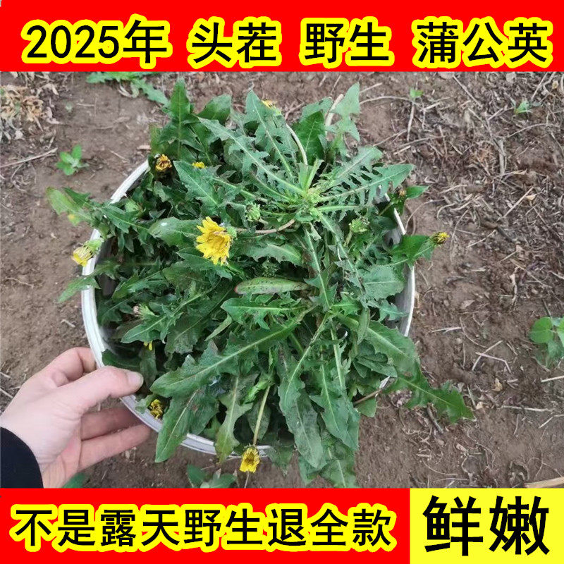 【野生现挖】蒲公英新鲜山东生吃蘸酱野菜露天鲜嫩整棵带根婆婆丁