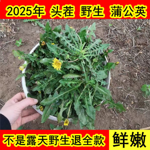 蒲公英新鲜野生现挖露天头茬