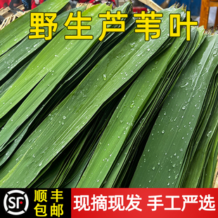 湖北洪湖新鲜粽叶芦苇叶野生天然现摘端午包粽子寿司叶子 顺丰 包邮