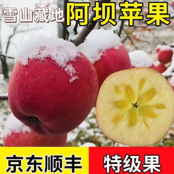 阿坝州小金苹果糖心汶川茂县理县九寨沟苹果四姑娘山脚下冰糖心脆