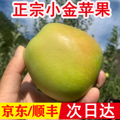 正宗阿坝州小金苹果汶川茂县理县九寨沟川西青苹果脆甜高原金冠