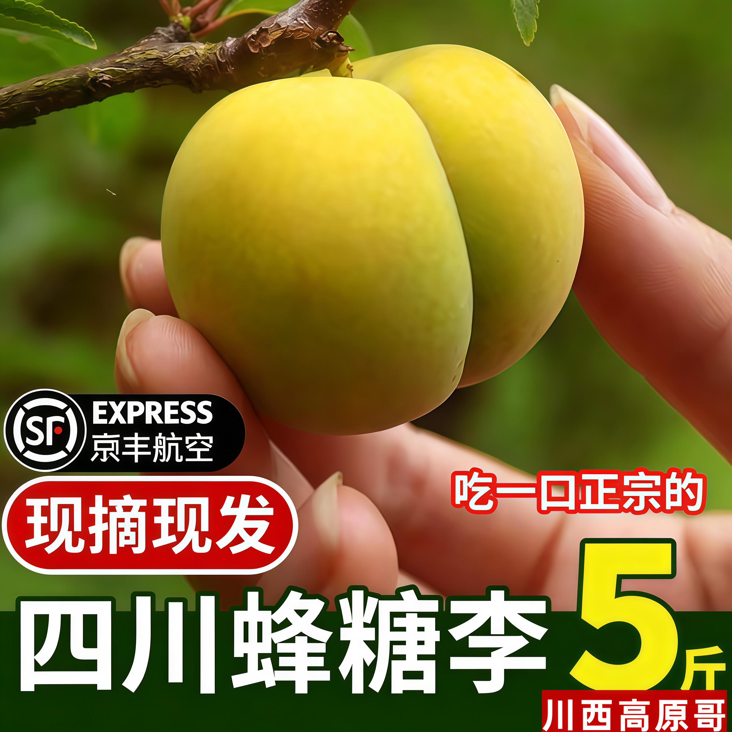 四川蜂糖李非贵州蜂糖李子镇宁六李子