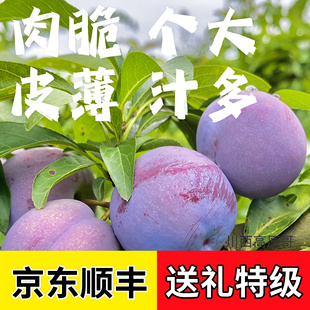 四川五月脆李子汶川红脆李青脆李脱骨李江安李宜宾半边红非李大甜