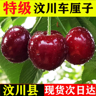 阿坝州车厘子汶川大樱桃黑珍珠茂县理县九寨沟非汉源九襄甜脆雅安