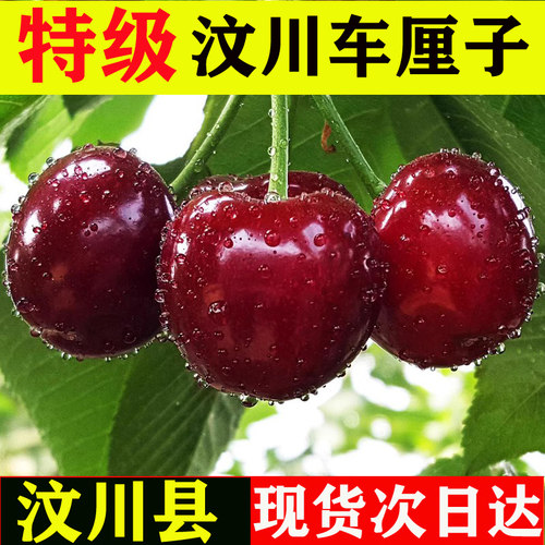 阿坝州汶川甜樱桃车厘子大樱桃