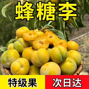 京东冷链四川蜂糖李非贵州蜂糖李子镇宁六马蜂蜜李巫山脆李大李子