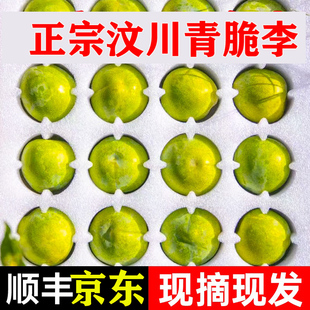 正宗四川青脆李李子汶川红脆李青脆李脱骨李江安李宜宾非重庆巫山