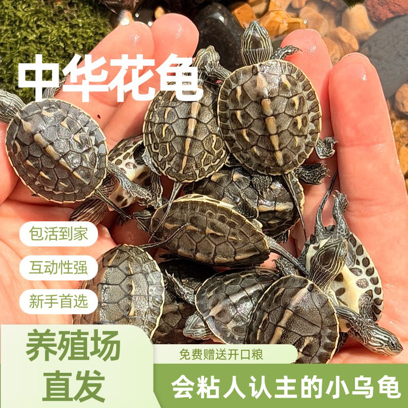 中华花龟珍珠龟长寿观赏宠物乌龟图片