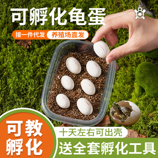 可孵化乌龟蛋套装好养活花龟中华草龟蛋小宠物受精蛋魔盒认主龟蛋